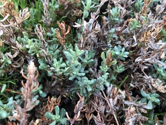 Frankenia salina