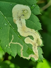 Agromyza spiraeoidearum