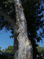 Eucalyptus