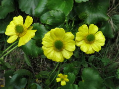 Ranunculus insignis