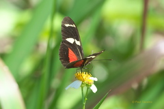 Heliconius ricini insulanus