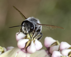 Megachile lippiae