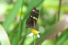 Heliconius ricini insulanus