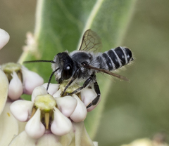 Megachile lippiae