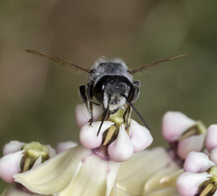 Megachile lippiae