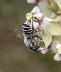 Megachile lippiae