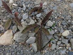 Hieracium pollichiae