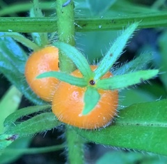 Triosteum angustifolium