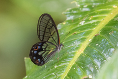 Pseudohaetera mimica