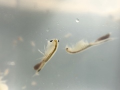 Branchinecta conservatio