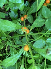 Triosteum angustifolium