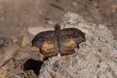 Theagenes dichrous