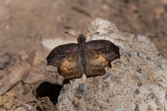 Theagenes dichrous