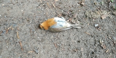 Erithacus rubecula