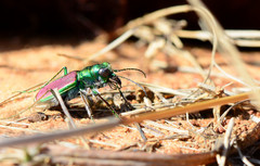 Cicindela splendida