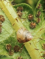 Kaliella