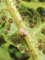 Kaliella