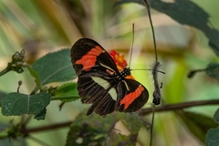 Heliconius besckei