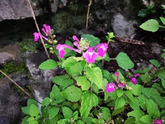 Scutellaria seleriana