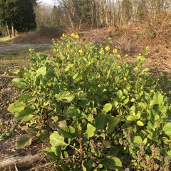 Rhamphospermum arvense