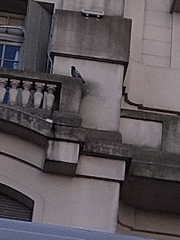 Columba livia