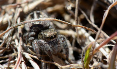 Phidippus texanus