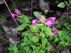 Scutellaria seleriana