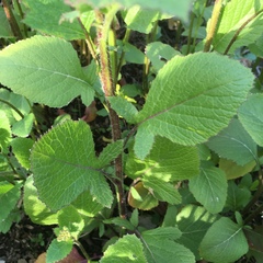 Rhamphospermum arvense