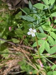 Epilobium glaberrimum glaberrimum