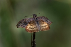 Theagenes dichrous