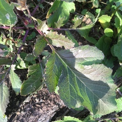 Rhamphospermum arvense