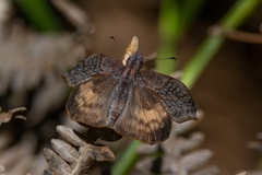 Theagenes dichrous