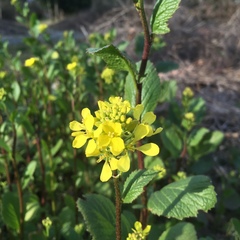 Rhamphospermum arvense