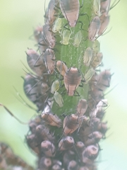 Metopeurum fuscoviride