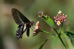 Parides proneus