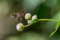 Ginungagapus ranesus