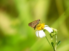 Callimormus saturnus