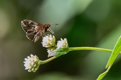 Ginungagapus ranesus