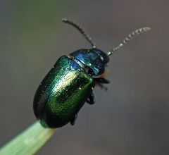 Gastrophysa cyanea