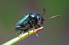 Gastrophysa cyanea