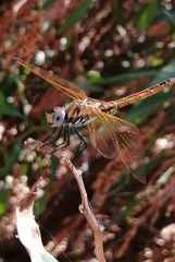 Trithemis