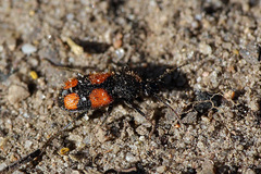 Panagaeus bipustulatus