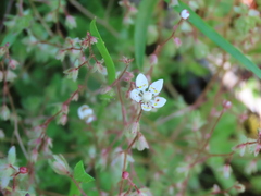 Micranthes bryophora