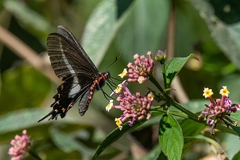 Parides proneus