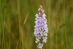 Dactylorhiza fuchsii