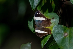 Hypna clytemnestra huebneri