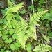 Gymnocarpium robertianum - Photo (c) Sam Thomas, μερικά δικαιώματα διατηρούνται (CC BY-NC-SA)