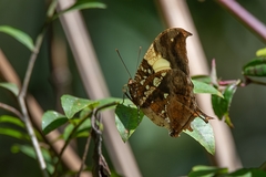 Hypna clytemnestra huebneri