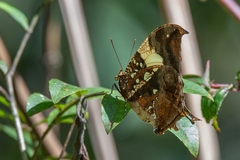 Hypna clytemnestra huebneri