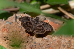 Ebrietas infanda